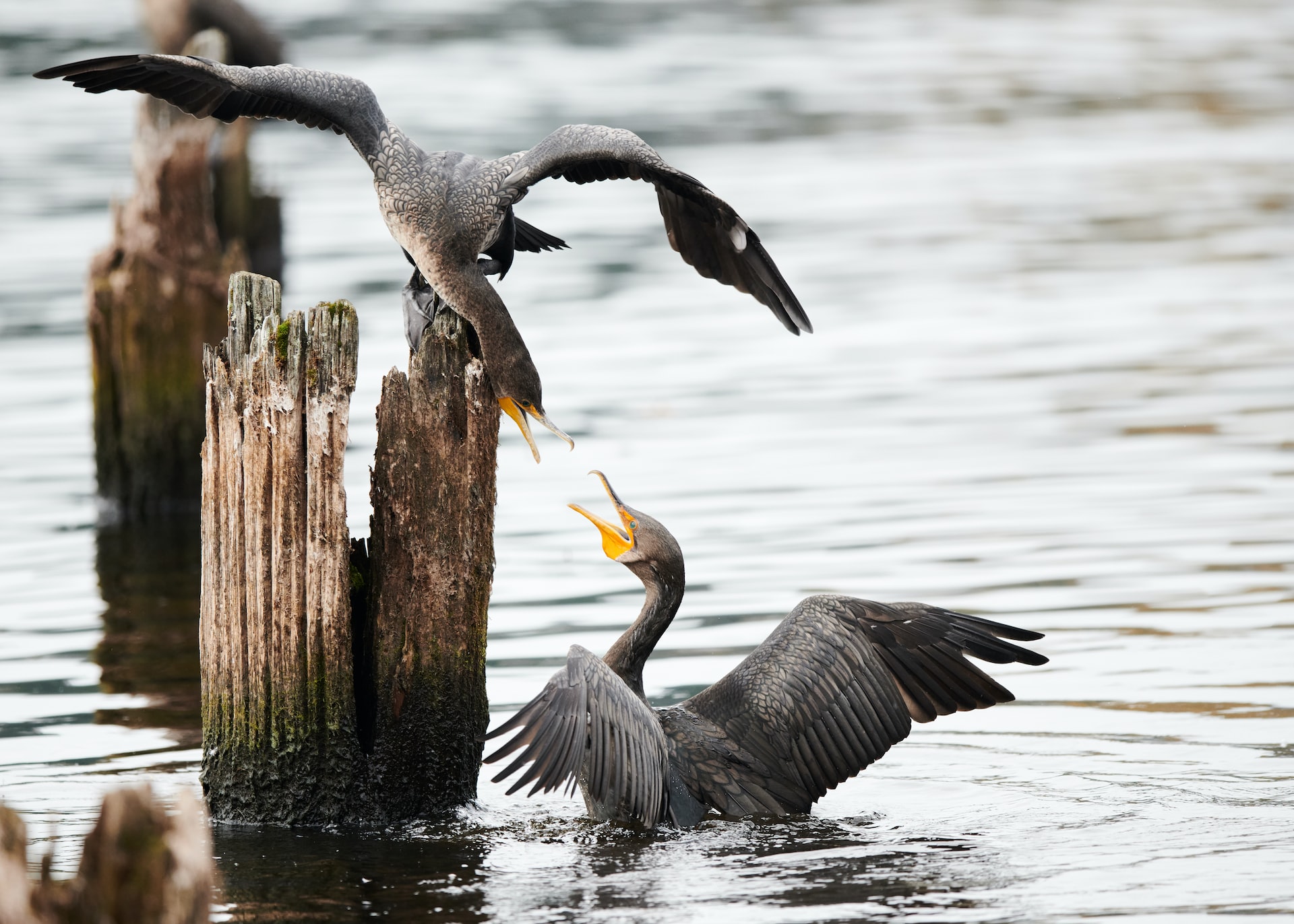 The Different Types and Adaptations of Cormorants Bird Buddy Blog